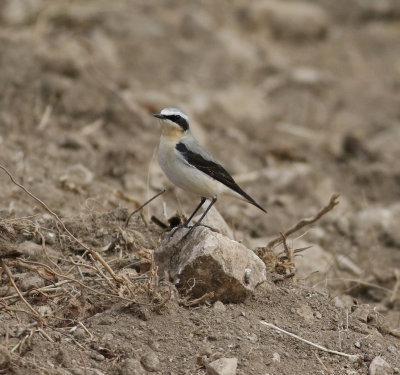 Wheatear (Oenanthe oenanthe)