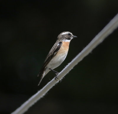 Whinchat (Saxicola rubetra)