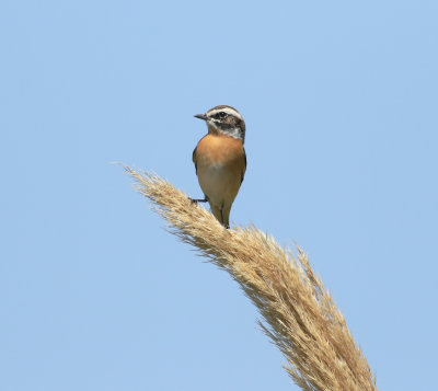 Whinchat (Saxicola rubetra)