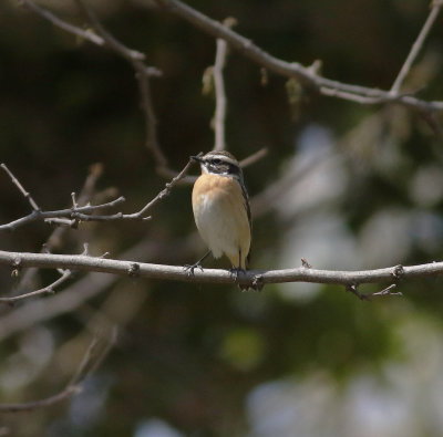 Whinchat (Saxicola rubetra)