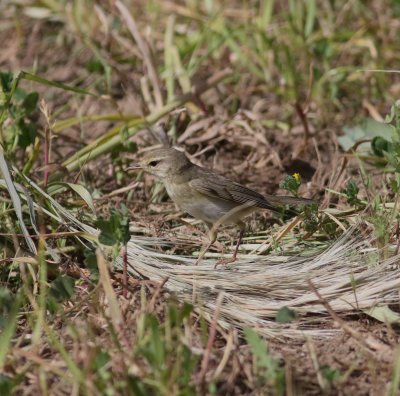 willow_warbler