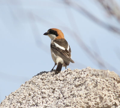 woodchat_shrike