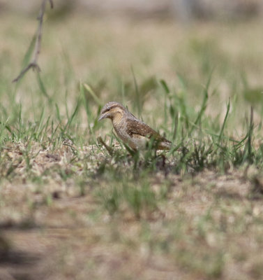 Wryneck (Jynx torquilla)