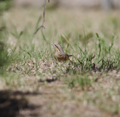 wryneck