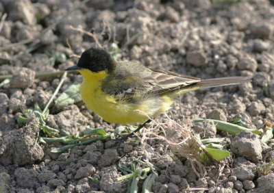 Yellow Wagtail (Motacilla flava)