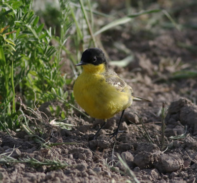 Yellow Wagtail (Motacilla flava)