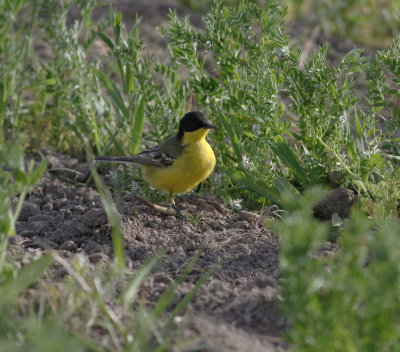 Yellow Wagtail (Motacilla flava)