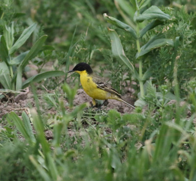 Yellow Wagtail (Motacilla flava)