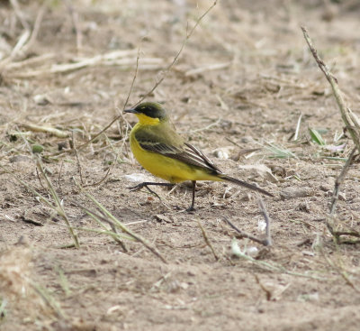 Yellow Wagtail (Motacilla flava)