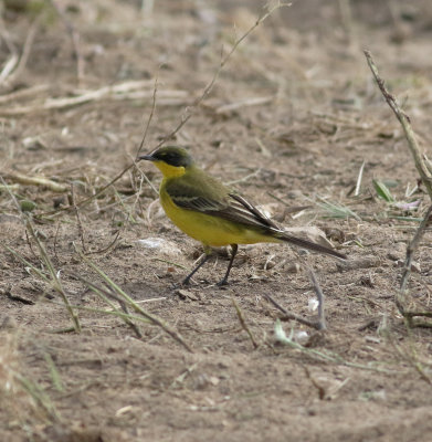 Yellow Wagtail (Motacilla flava)