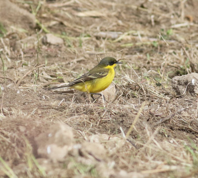 Yellow Wagtail (Motacilla flava)