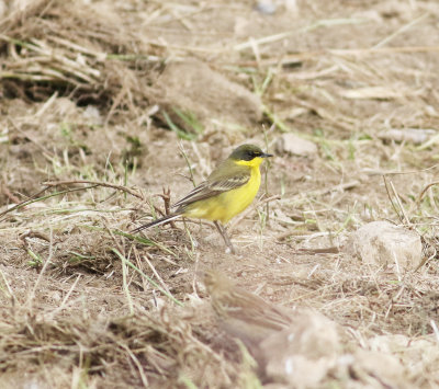 Yellow Wagtail (Motacilla flava)