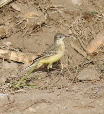 Yellow Wagtail (Motacilla flava)