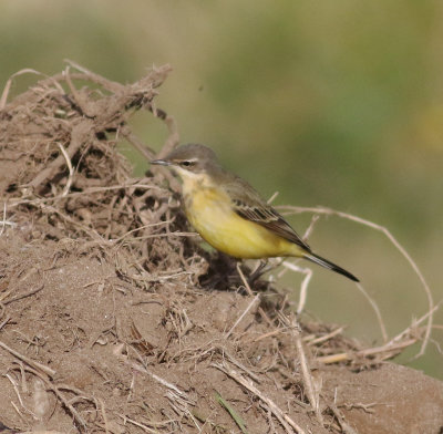 Yellow Wagtail (Motacilla flava)