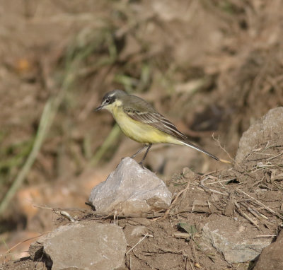 Yellow Wagtail (Motacilla flava)