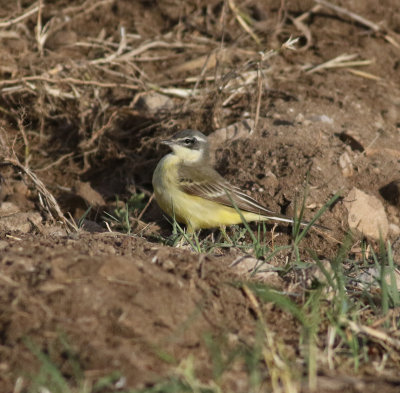 Yellow Wagtail (Motacilla flava)