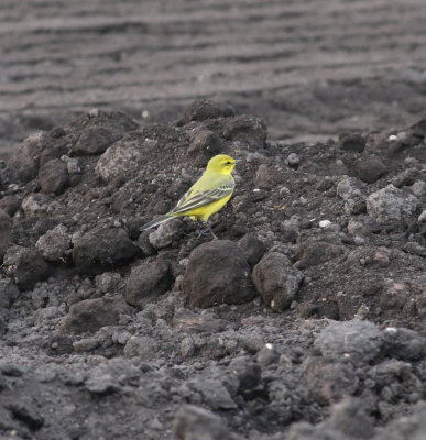 Yellow Wagtail (Motacilla flava)