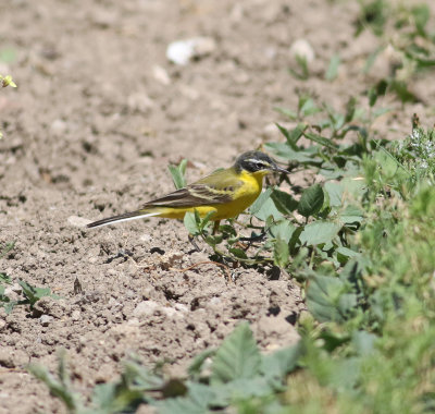 Yellow Wagtail (Motacilla flava)