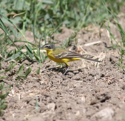 Yellow Wagtail (Motacilla flava)