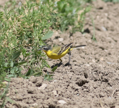 Yellow Wagtail (Motacilla flava)