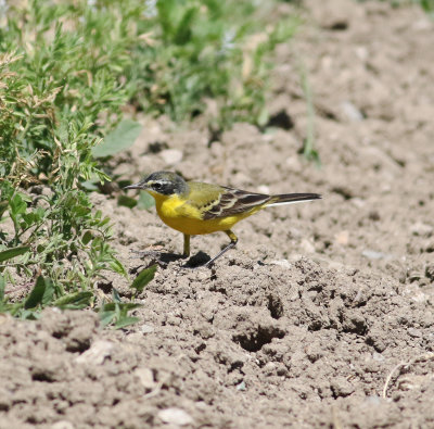 Yellow Wagtail (Motacilla flava)