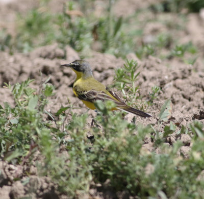Yellow Wagtail (Motacilla flava)
