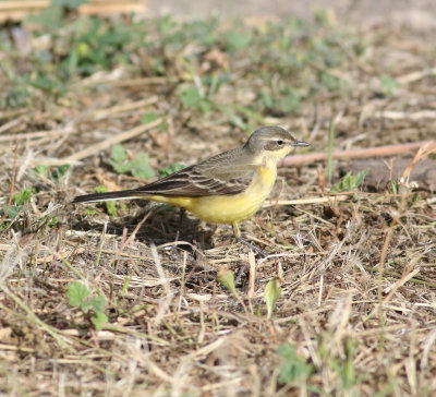 Yellow Wagtail (Motacilla flava)