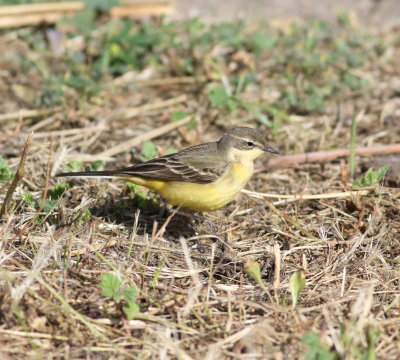 Yellow Wagtail (Motacilla flava)
