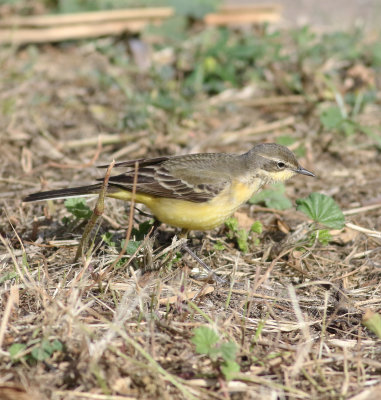 Yellow Wagtail (Motacilla flava)