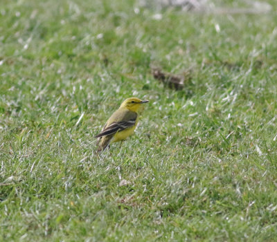 passerines_cambs