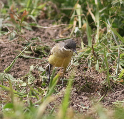 Yellow Wagtail (Motacilla flava)