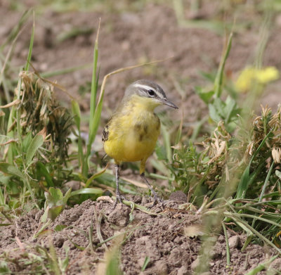 Yellow Wagtail (Motacilla flava)