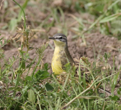Yellow Wagtail (Motacilla flava)