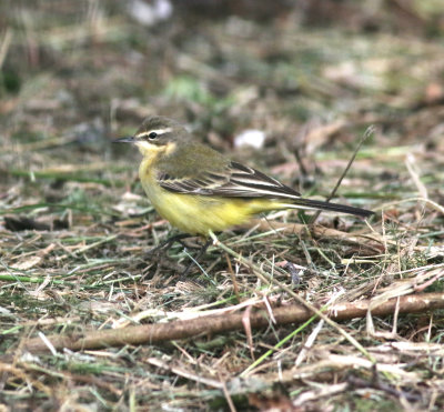 Yellow Wagtail (Motacilla flava)