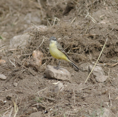 Yellow Wagtail (Motacilla flava)