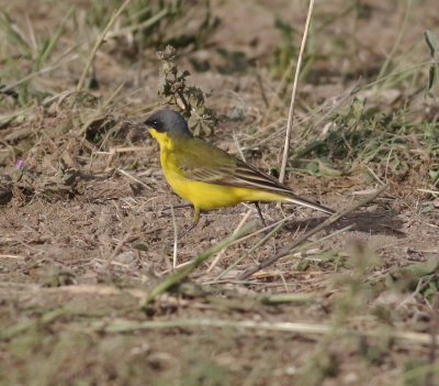 Yellow Wagtail (Motacilla flava)