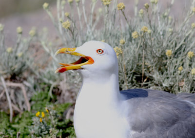 Yellow-legged Gull (Larus michahellis)