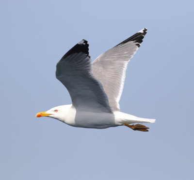 Yellow-legged Gull (Larus michahellis)