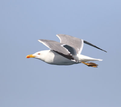 Yellow-legged Gull (Larus michahellis)