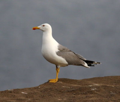 yellow-legged_gull