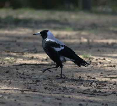 Australian Magpie (Cracticus tibicen)