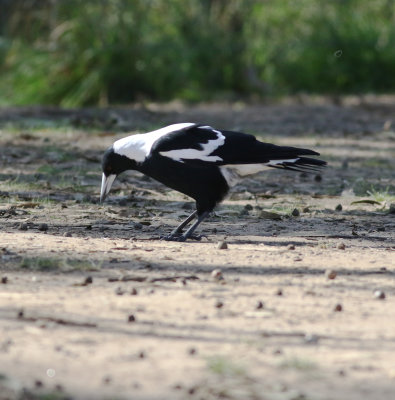 Australian Magpie (Cracticus tibicen)