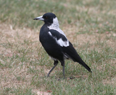 Australian Magpie (Cracticus tibicen)