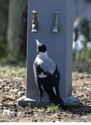 Australian Magpie (Cracticus tibicen)