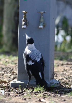 Australian Magpie (Cracticus tibicen)