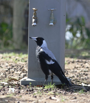 Australian Magpie (Cracticus tibicen)