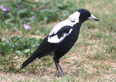 Australian Magpie (Cracticus tibicen)