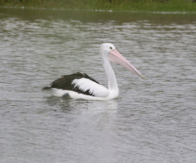 Australian Pelican (Pelicanus conspicillatus)