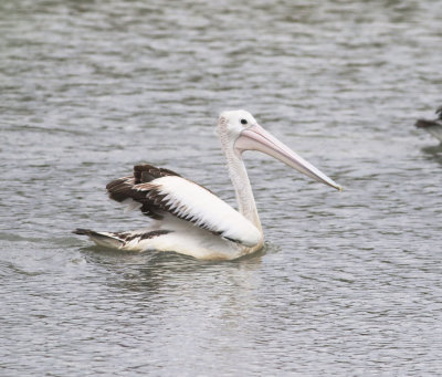 Australian Pelican (Pelicanus conspicillatus)