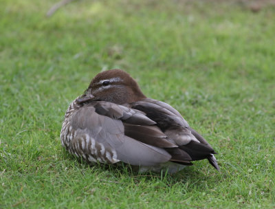 Australian Wood Duck (Chenonetta jubata)